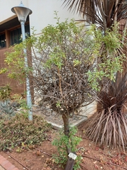 Lycianthes rantonnetii