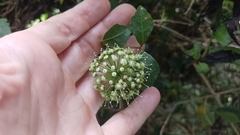 Eleutherococcus trifoliatus