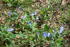 Mertensia virginica