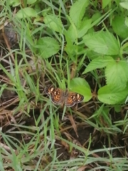 Phyciodes pallescens