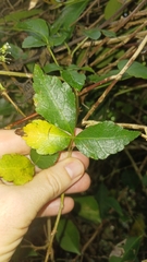 Eleutherococcus trifoliatus