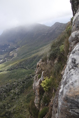 Leucadendron xanthoconus