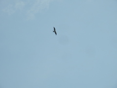 Elanoides forficatus