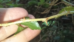 Eleutherococcus trifoliatus