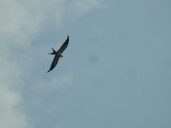 Elanoides forficatus