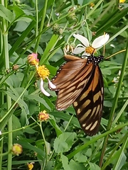 Lycorea ilione albescens