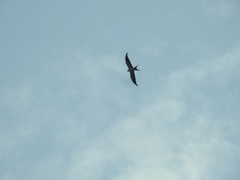 Elanoides forficatus