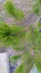 Pinus greggii
