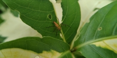 Oxyopes