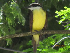 Pitangus sulphuratus