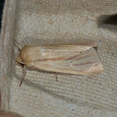 Mythimna oxygala