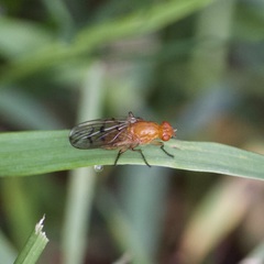 Dryomyza