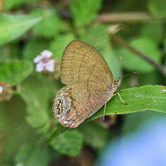 Cyllopsis gemma freemani