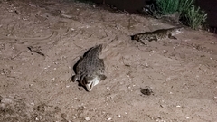 Crocodylus niloticus