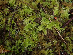 Kindbergia oregana