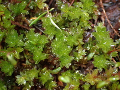 Plagiomnium venustum