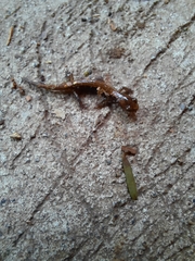 Plethodon vehiculum