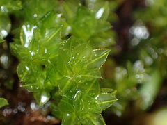 Plagiomnium venustum