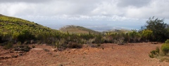 Cliffortia