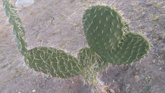 Opuntia lasiacantha