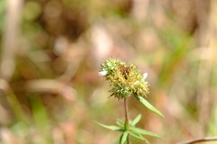 Spermacoce verticillata