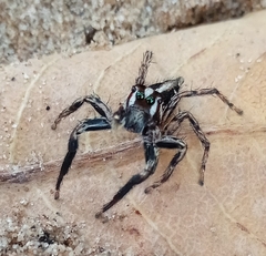 Plexippus