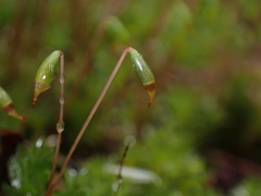 Plagiomnium venustum