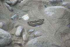 Limenitidinae