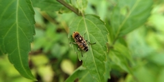 Eristalinus