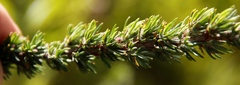 Cliffortia