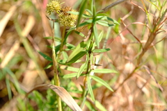 Spermacoce verticillata