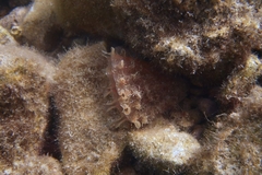 Pinna rudis