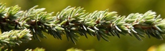 Cliffortia
