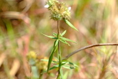 Spermacoce verticillata