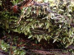 Pseudotaxiphyllum elegans