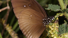 Euploea eyndhovii
