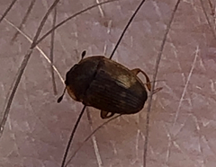 Stelidota geminata