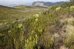 Cliffortia