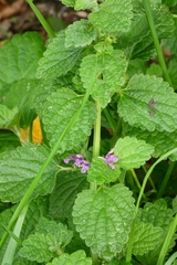 Ballota nigra