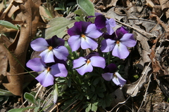 Viola pedata