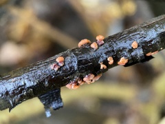 Nectria