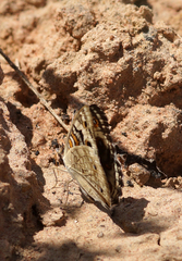 Euthalia aconthea garuda