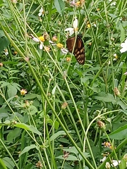 Lycorea ilione albescens