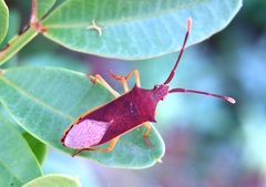 Plinachtus imitator