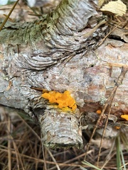 Dacrymyces