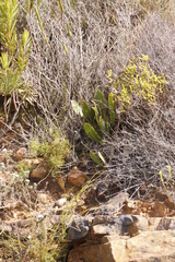 Protea acaulos