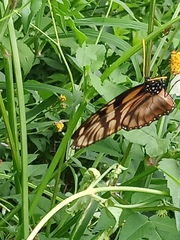 Lycorea ilione albescens
