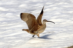 Hudsonian Whimbrel photo 5