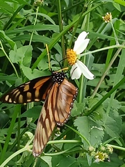 Lycorea ilione albescens