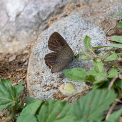 Cupido comyntas texana